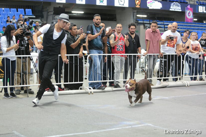 PERROS BULL1